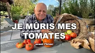 COMMENT MÛRIR SES TOMATES VERTES 🍅 AVANT L'HIVER ? (RÉCOLTE,CONSEILS, ASTUCES....)