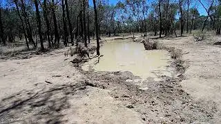 I put a trail camera at a water hole in the Australian scrub. What came to water.