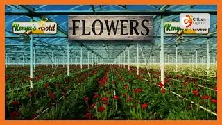 Kenya's Gold | Flower Farming in Kenya - Gold Chat [Part 2]