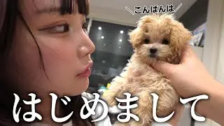 【お迎え初日】生後72日の可愛すぎるマルプーの子犬が家にやってきた！そんな人生初の1日の全てがこちらです！！