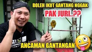 Kenari Jinak Gacor Bisa bikin Bubar Gantangan Nih..