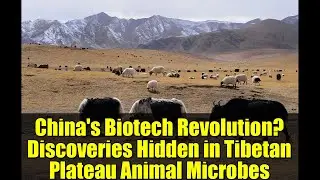 China's Biotech Revolution? Discoveries Hidden in Tibetan Plateau Animal Microbes