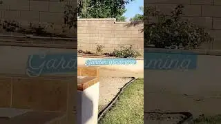 Backyard garden grooming