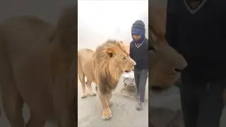 🦁 lion King vs man se samna samni #keşfet #shorts #viral #dance #art