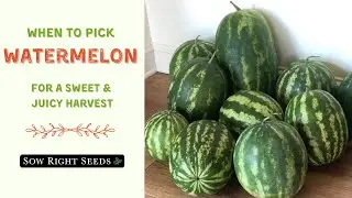 When to Pick??? 5 Signs Your Watermelon Is Ready to Harvest