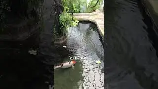 Koi Fish Pond at the Conservatory of Flowers