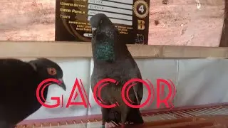 Suara Burung Merpati Gacor Buat Pikat
