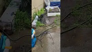 outdoor winter cannabis grow veg tent greenhouse update