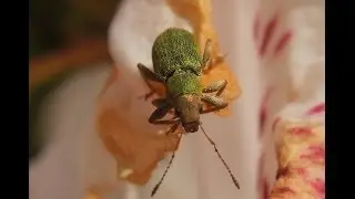 Pachyrhinus lethierryi - Weevil / R&uuml;sselk&auml;fer