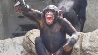 Screaming little Monkey  Junger Schimpanse  ist wütend   Funny Animals