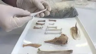 DNA debunks new penguin species