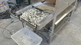 Garlic Clove Separator & Peeling Production Line | Joyshine Machinery