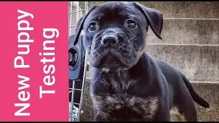 Temperament Testing 6wk Renascence Bulldogges