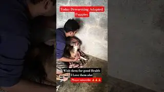 cute pet Life#gsds #treatment # pets # puppy # life # love # trending# viralvideo #ytshorts