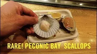 Vlog #60 - RARE! PECONIC BAY SCALLOPS