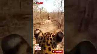 POV Hunt Leopard vs Chital Raw Gir Forest Chase (No Kill) #GirForest #WildlifeChase #wildlife#aci