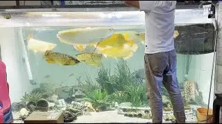 Unbelievable Aquarium Setup: Betta Fish, Goldfish, Tropical and Koi Fish Care Tips #971