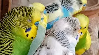 Love Birds | Australian Parrots | Budgies Breeding Pair | Budgies Family🦜🐦😘💕
