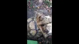 Turtle Sex lmao.....Funny footage