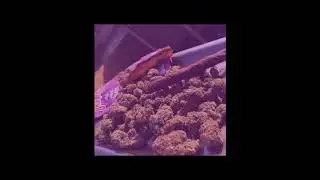 Roddy Ricch x PHARAOH Type Beat - 