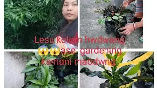 Lesu  (Litchi)kolom 😱😱hwdwang ase gardening kamani maodwng