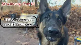 Sunny Walk in Strasbourg&rsquo;s Prettiest Park - Zeus Meets a German Shepherd from California