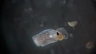 Philinissima denticulata, a common cephalaspidean heterobranch gastropod
