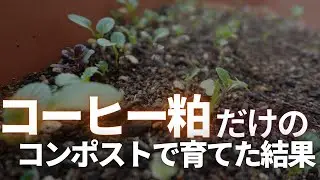 コーヒー粕コンポストで育てた、ベビーリーフ🌱無事収穫なるか？