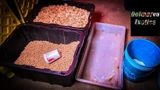 Rodent breeding odor control 