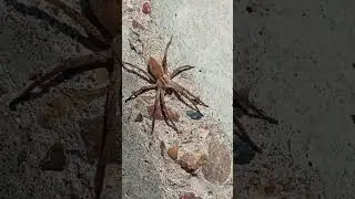 spider Pisaura mirabilis
