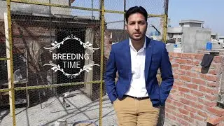 Best Time For Pigeons Breeding | Pairing Tips video |