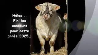 GAEC CADOUX CHAROLAIS CONCOURS 2025
