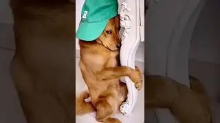 Cute Pet Debut Plan # Confusing Behavior of Animals # Daily Life of Dogs #streetfood #adoreble