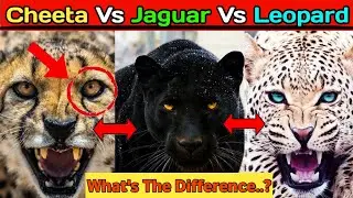 Cheetah Vs Jaguar Vs Leopard || What's The Difference..??