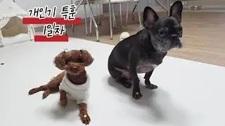 [덕철푸린극장] 개인기특훈1일차 ㅣ 강아지돌아훈련 ㅣ 강아지개인기대방출 ㅣ 강아지개인기교육