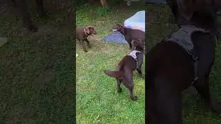 собачья банда встретилась, 2 сестры и брат, радости 😊