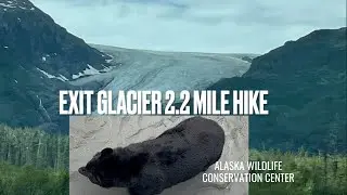 EXIT GLACIER 2.2 MILE HIKE ||ALASKA WILDLIFE CONSERVATION  CENTER Seward AK trip 2022 #bengalivlog