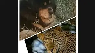 Bhotiya dog  vs leopard  🐶 Vs🐆  Simba Fight with leopard