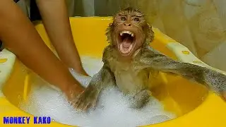 Monkey Kako Yawning While Play Shampoo Bubble And Taking Bath