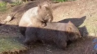 Cutest Wombat Playing in Zoo 🐨🐨🐨🐨🐨