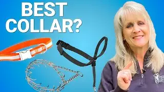 Which Collar is BEST for Your Dog? Flat Collar, Halti Lead, Prong Collar