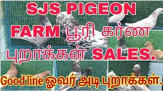 பூரி கர்ண புறாக்கள் sales || Boori karna sales #vpmpets #doves #groundrollerpigeons #karnapurasales