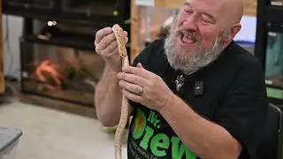 How Snakes Survive! 🐍 Cool Adaptations You Need to See