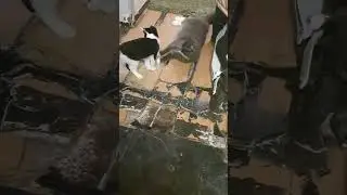 fidget spinner vs cats   @CaspiTheCat   @funnyanimalsyt_official  @Syl_Vester