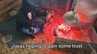 Piglet bonding