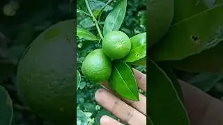 How to get more fruit from a lemon plant | Lemon | Plant Care