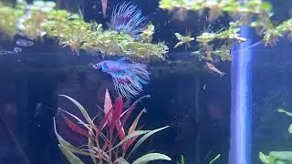 Betta tank strip down, new tank in place🙌