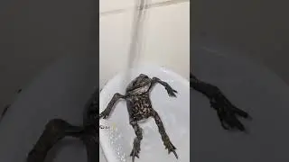 sad frog