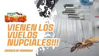 Como Prepararme para los Vuelos Nupciales