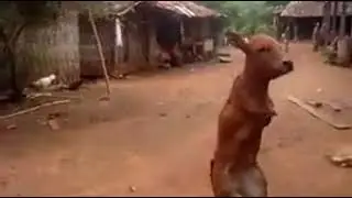 Wddx